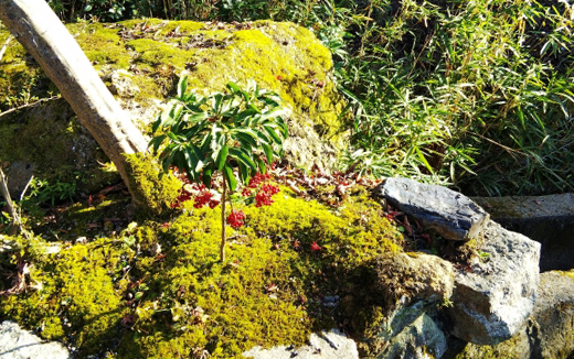 和風の庭・苔(こけ)がある庭の万両