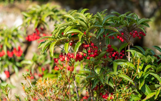 こぼれ種から発芽する万両