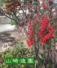 剪定で復活した南天