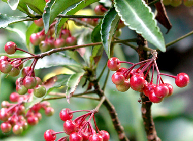 万両(マンリョウ)の実・植栽・剪定・手入れ・育て方(山崎造園・兵庫県宍粟市)