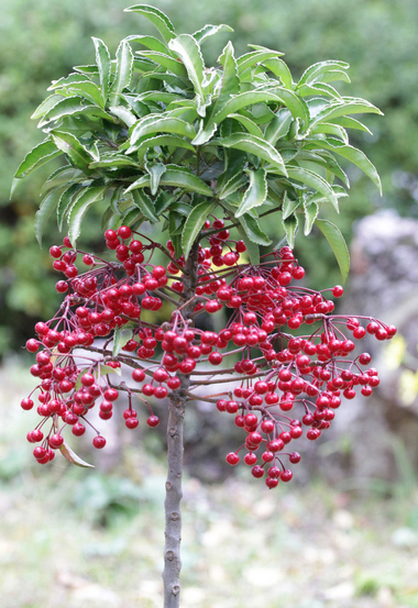 万両(マンリョウ)の幹・植栽・剪定・手入れ・育て方(山崎造園・兵庫県宍粟市)