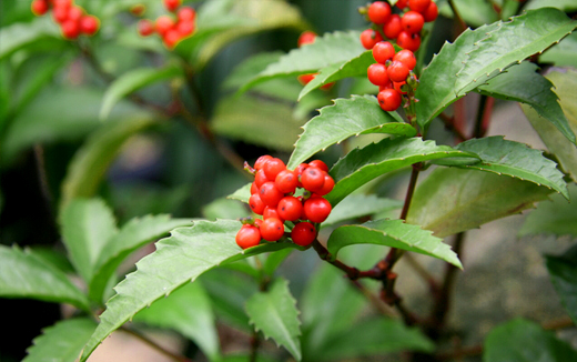 千両(クササンゴ)の赤い実・剪定・手入れ・育て方