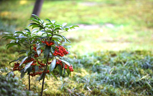 万両(マンリョウ)の葉が二段になった樹形