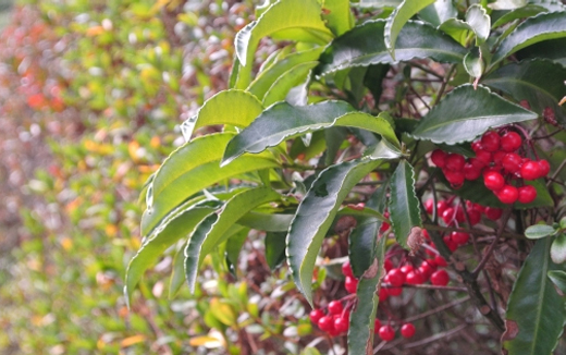 万両の植樹(植え付け)植栽・剪定・手入れ(山崎造園・兵庫県宍粟市)