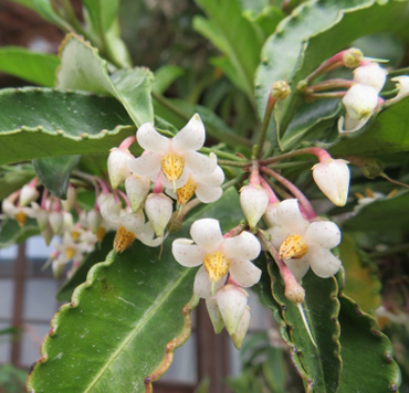 万両の開花
