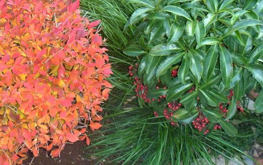 万両(マンリョウ)の手入れ・下草・寄せ植え