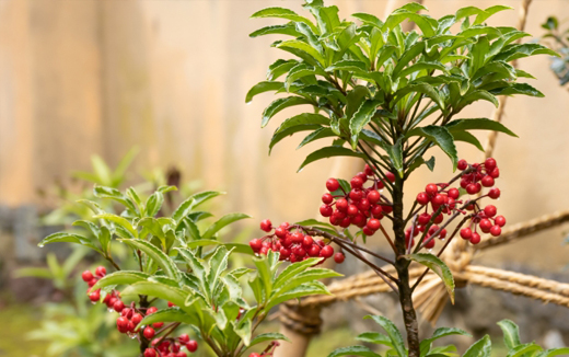万両(マンリョウ)の寄せ植え(山崎造園・兵庫県宍粟市)