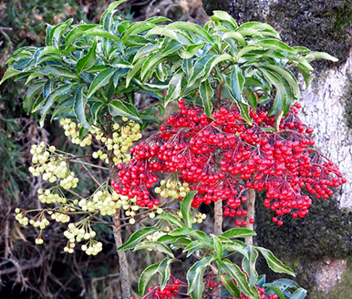 紅白万両の植樹