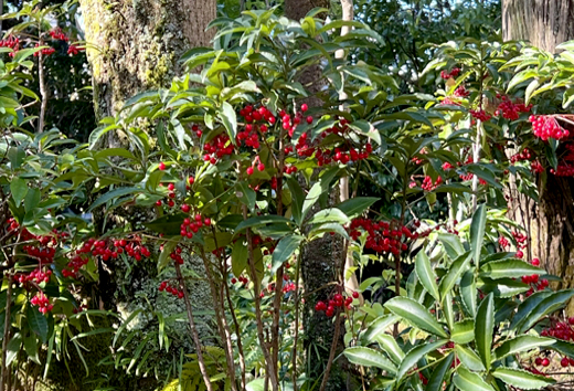 地植えしている万両の育て方