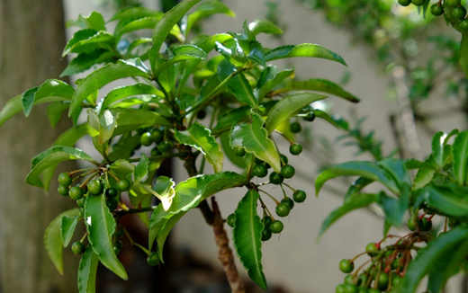 万両(マンリョウ)の花後、緑色の実がつく