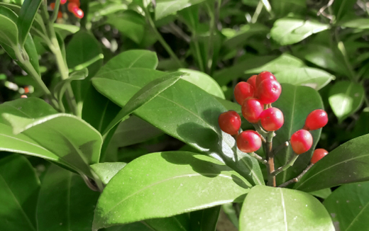 億両(ミヤマシキミ)の赤い実