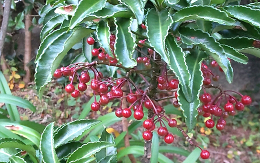 万両(ヤブタチバナ)の赤い実
