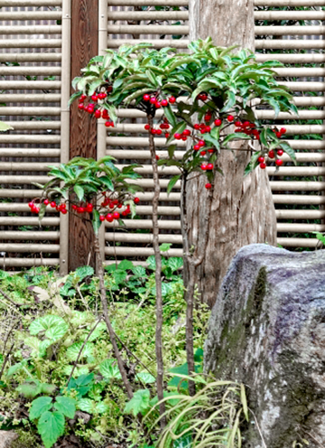 万両(マンリョウ)の植栽・背丈が伸びた樹形