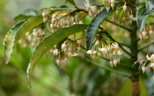 万両(マンリョウ)の花は一日花