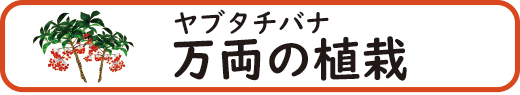 万両の特徴・植栽・育て方