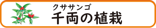 千両(センリョウ)の植栽・剪定・手入れ