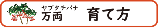 万両(マンリョウ)を育てる環境・手入れ・育て方のアドバイス