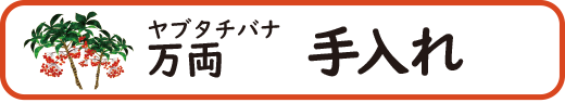 万両(マンリョウ)の手入れ・育て方のアドバイス