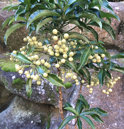 白実の万両(シロミノマンリョウ)の育て方