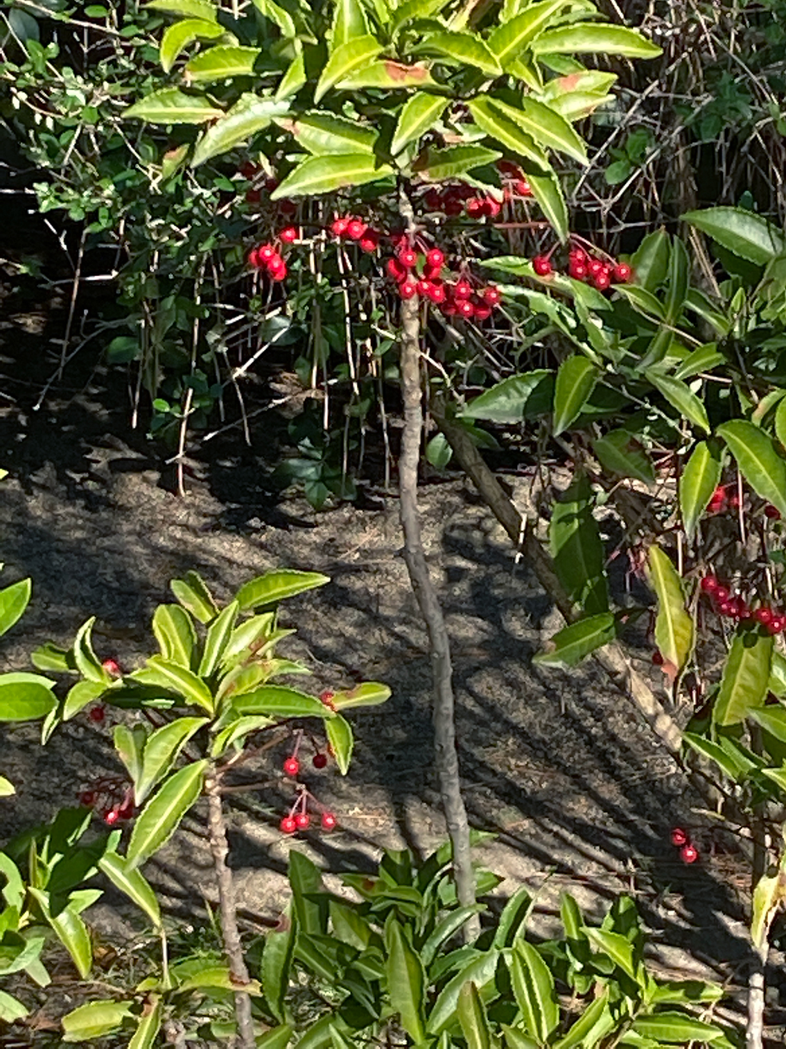 背丈が違う万両の植栽