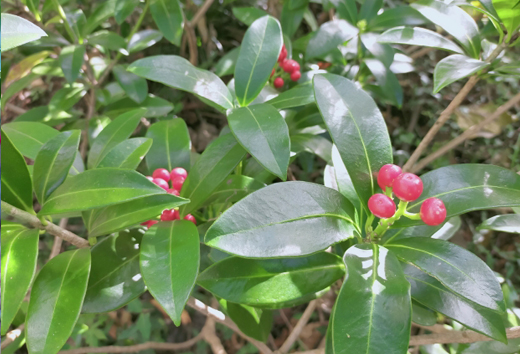 億両(ミヤマシキミ)の樹形