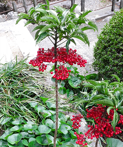 万両(ヤブタチバナ)の樹形