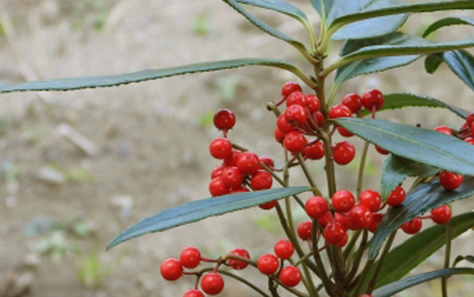 百両(カラタチバナ)の赤い実・剪定・手入れ・育て方
