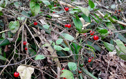 十両(ヤブコウジ)の赤い実・剪定・手入れ・育て方