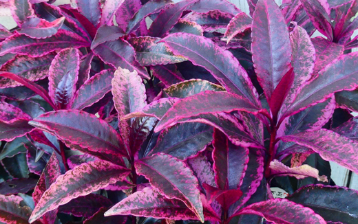 赤紫の葉の万両・紅孔雀(ベニクジャク)