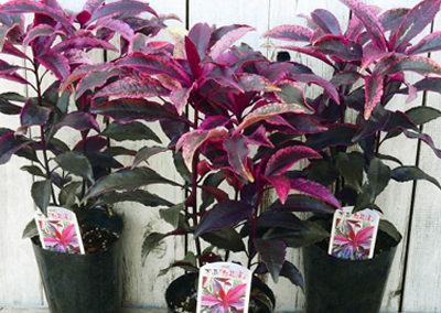 紅孔雀(ベニクジャク)の育て方