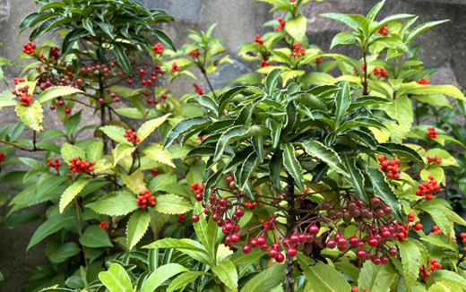 赤い実の縁起木(山崎造園・兵庫県宍粟市)