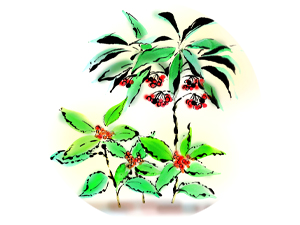 両の名が付いた縁起木・万両と千両がある庭