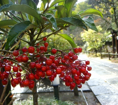 万両(マンリョウ)の植栽