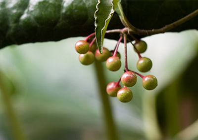 秋になり万両の実が徐々に色づいてきた