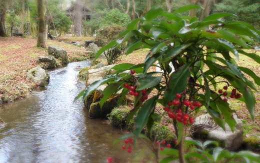 水辺近くに植栽する万両
