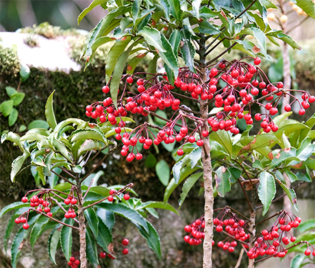 万両(マンリョウ)がある庭
