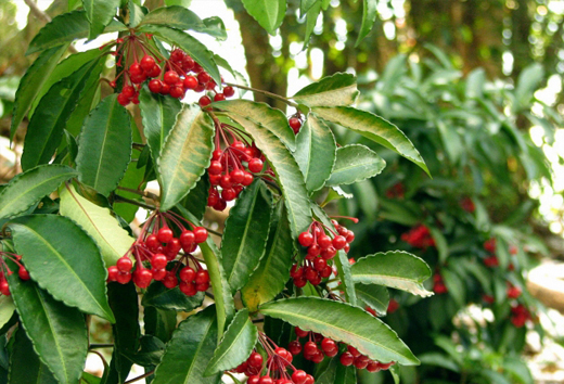 万両だらけ・自生する万両