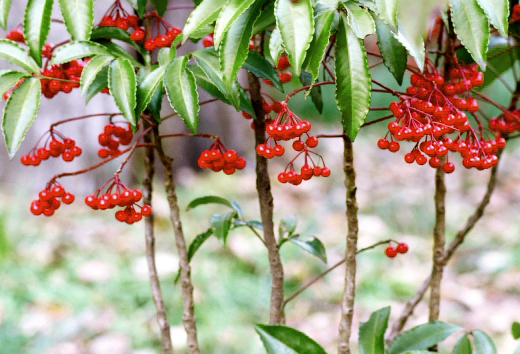 万両(マンリョウ)の小枝がぐねりと曲がった