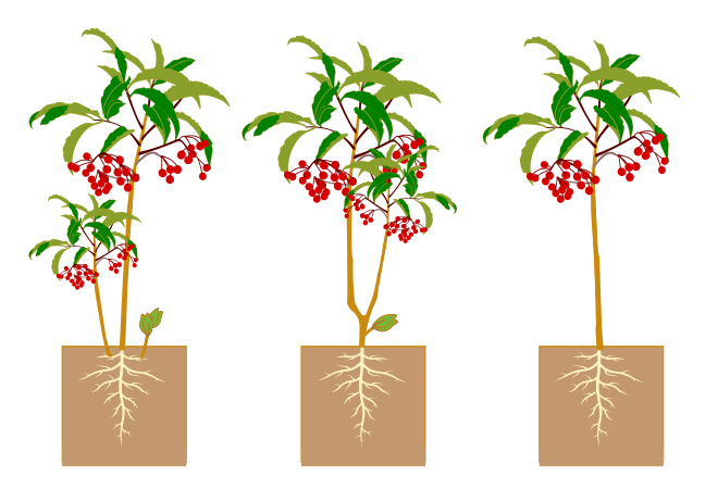 万両の樹形イメージ図・万両の樹形