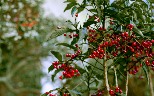 縁起木・マンリョウの植栽