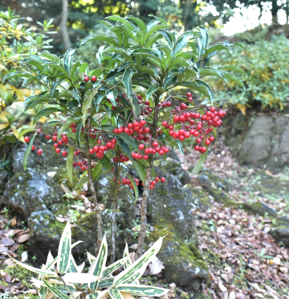 万両(マンリョウ)の植栽・茶庭
