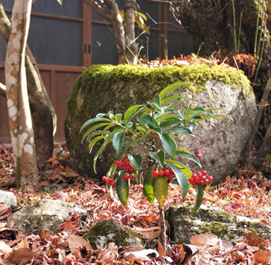 万両(マンリョウ)の植栽・坪庭