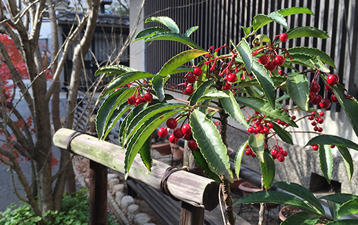 万両(マンリョウ)の樹形・仕立て方・剪定