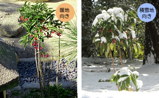 万両の仕立て方の違い