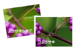 ムラサキシキブ（紫式部）コムラサキ（小紫）の違い・葉と花（実）の付く位置