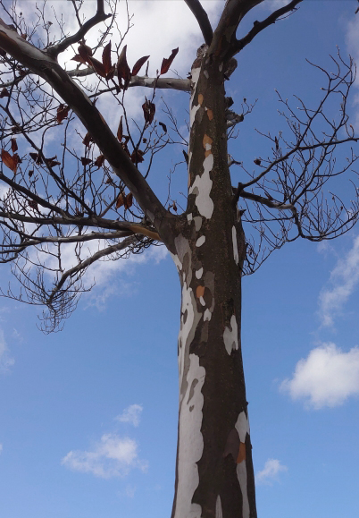 ナツツバキ・シャラノキの樹形