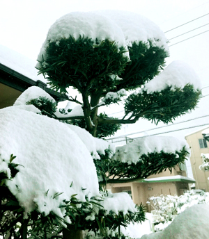 常緑樹のマキの木（イヌマキ（犬槙）/ラカンマキ（羅漢槙））冬越し