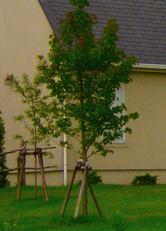 シンボルツリーの植栽