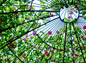 つるバラの誘引