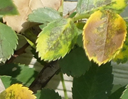 雑草対策に土間打ちコンクリート(山崎造園)